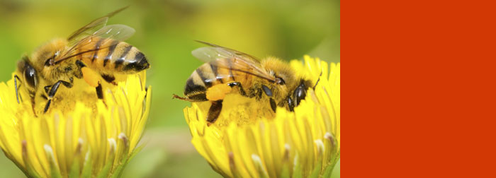 "bee-utiful" garden in Chelsea flower show