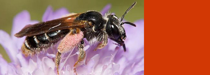 Bee and wild flower biodiversity loss slows