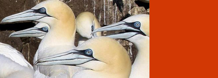 Gannets don