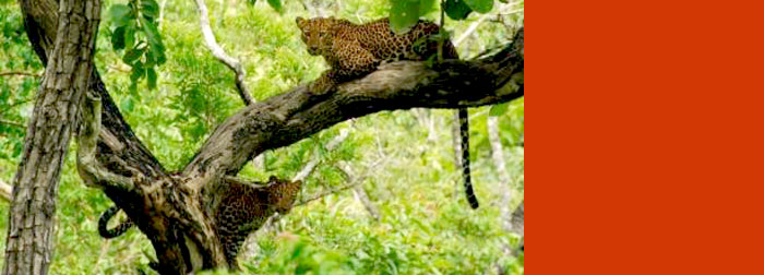 Faculty ecologists snap up BES photo prizes