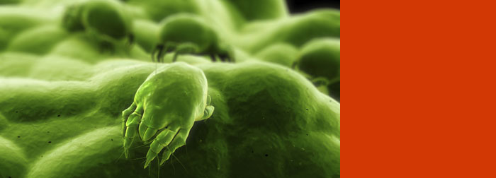 Environmental change triggers rapid evolution