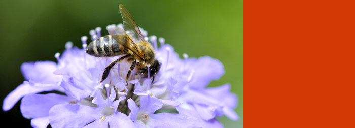 Projects to address decline of honeybees and other insect pollinators