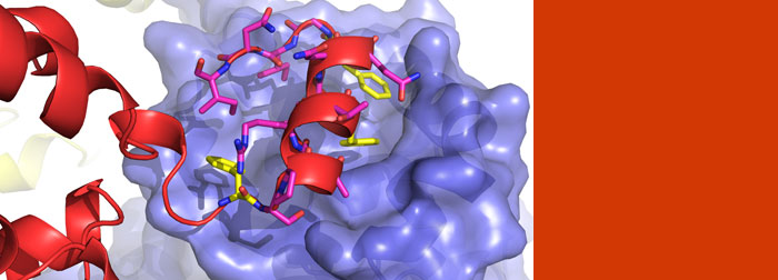 Study identifies "chink in the armour" of Schmallenberg virus