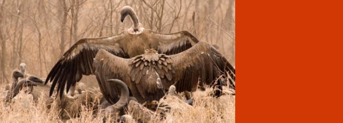 Faculty ecologists snap up BES photo prizes