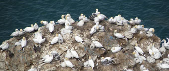 Seabirds and fisheries — seabirds and windfarms — tropical forest biodiversity and management