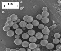 Description: biosilicate nanoparticles