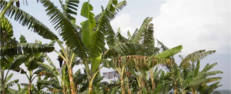 EAHB plantation at NARL, Kawanda