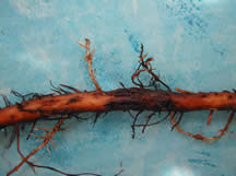 Root Cracking