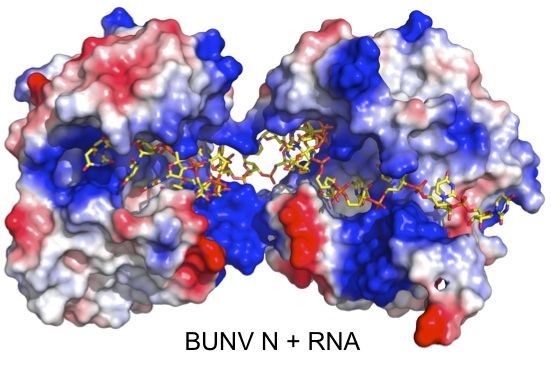 BUNV N plus RNA