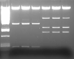 Agarose