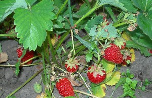 strawberries