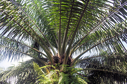 oil palm crown