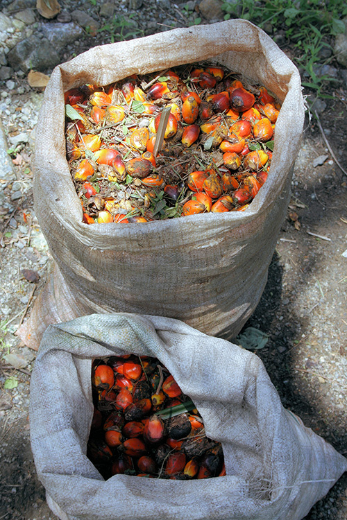 oil palm fruit bagged