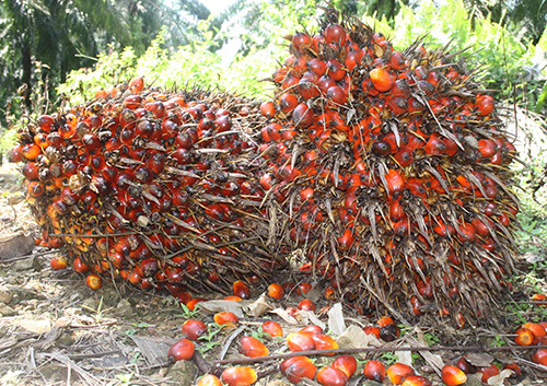 oil palm fruit