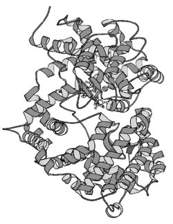 Figure 1: Structure of NEP complexed with its inhibitor, phosphoramidon