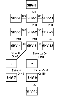 Evolutionary relationship of members of the SHV family of beta-lactamases