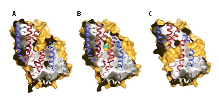Figure 1. Outward- and inward- facing cavities in Mhp1. A slice through the Mhp1 structures, viewed parallel to the membrane is shown. (A) Mhp1 outward-open structure (substrate-free). (B) Mhp1 substrate-occluded with benzylhydantoin bound. (C) Mhp1 the open-inward cavity is shown. The benzylhydantoin is shown in cyan. Diagram taken from Shimamura et al. (2010).