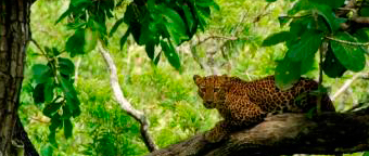 A rare glimpse into the life of the Indian leopard. Photo credit: Miss Nisha Owen